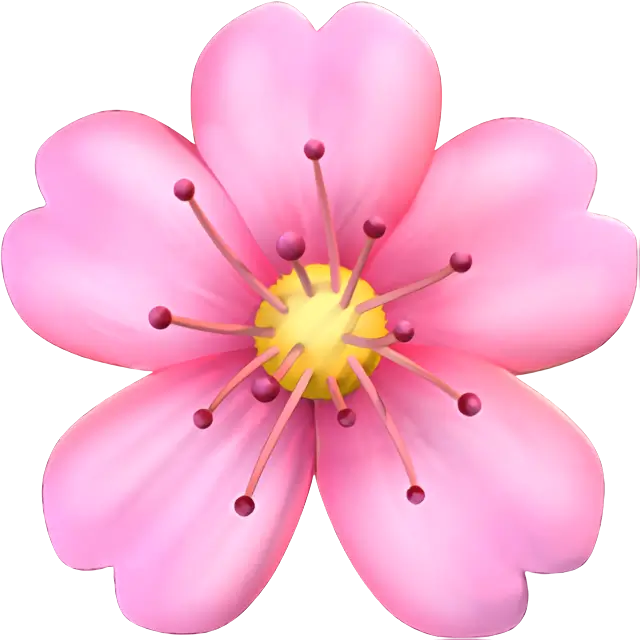 Cherry Blossom