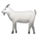 Goat