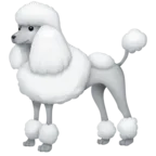 贵宾犬