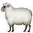 Овца
