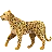 Леопард