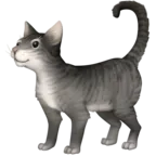 Kot