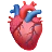 Cuore anatomico