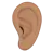 Ear: Medium Skin Tone