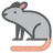 쥐