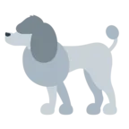 贵宾犬