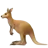 カンガルー