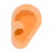 Ear: Medium-Light Skin Tone