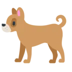 Câine