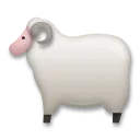 Schaf