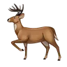 Deer
