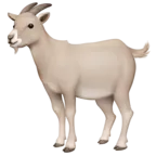 Goat