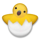 Hatching Chick