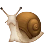 Snail