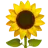 向日葵