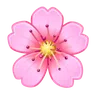 Cherry Blossom