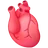 शारीरिक हृदय