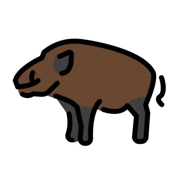 Boar